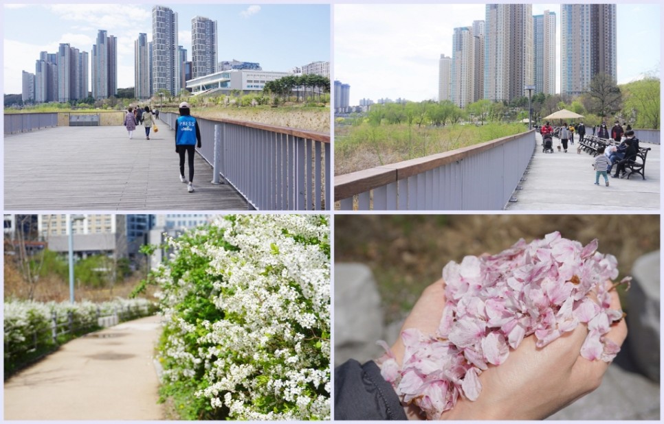봄날을 즐기러 광교호수공원에 나들이 나온 가족들의 모습
