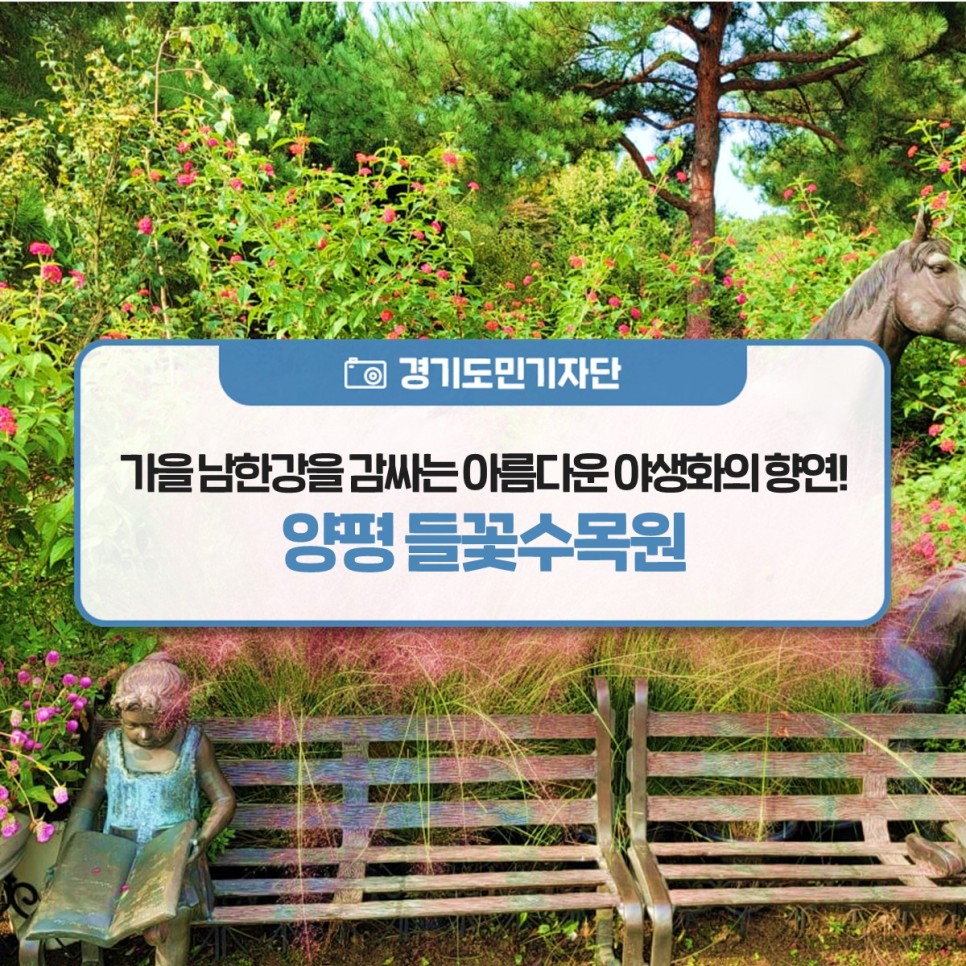 [경기도민기자단] 가을 남한강을 감싸는 아름다운 야생화의 향연! 양평 들꽃수목원