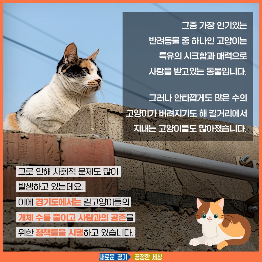 많은 수의 고양이가 버려져 사회적 문제가 되고 있다.