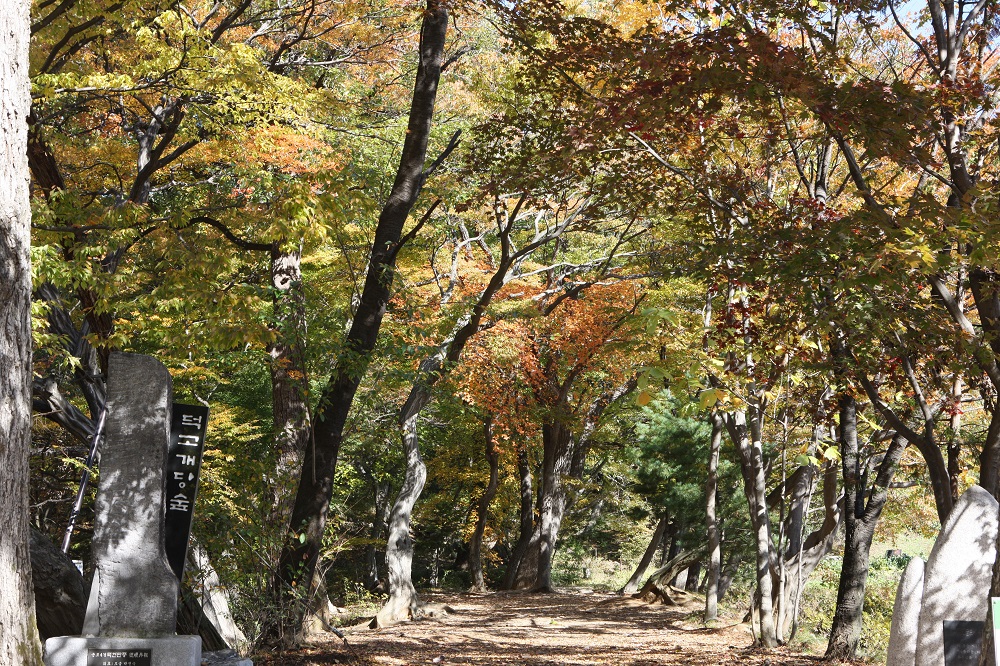군포 덕고개당숲.