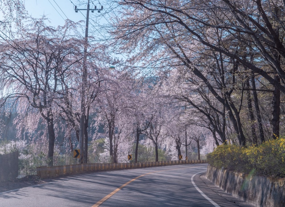 광주 팔당호 벚꽃길. 