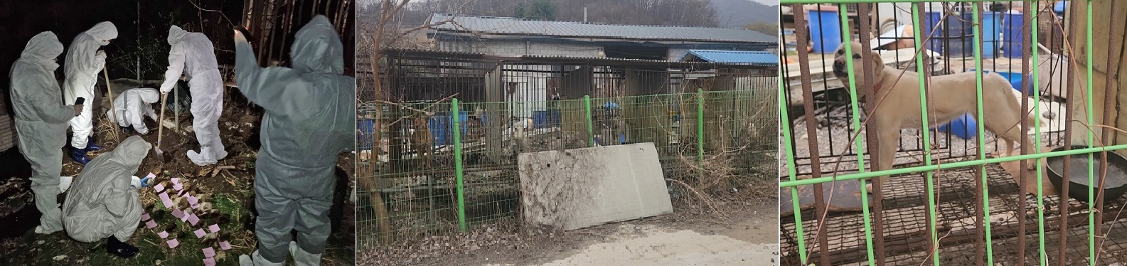 경기도 민생특별사법경찰단은 지난 24일 민원인 제보를 통해 광주시 도척면의 한 육견 농장을 수사한 결과 현장에서 8마리의 개 사체와 수십 마리로 추정되는 동물 뼈 무덤을 발견했다고 밝혔다. 관련 사진.