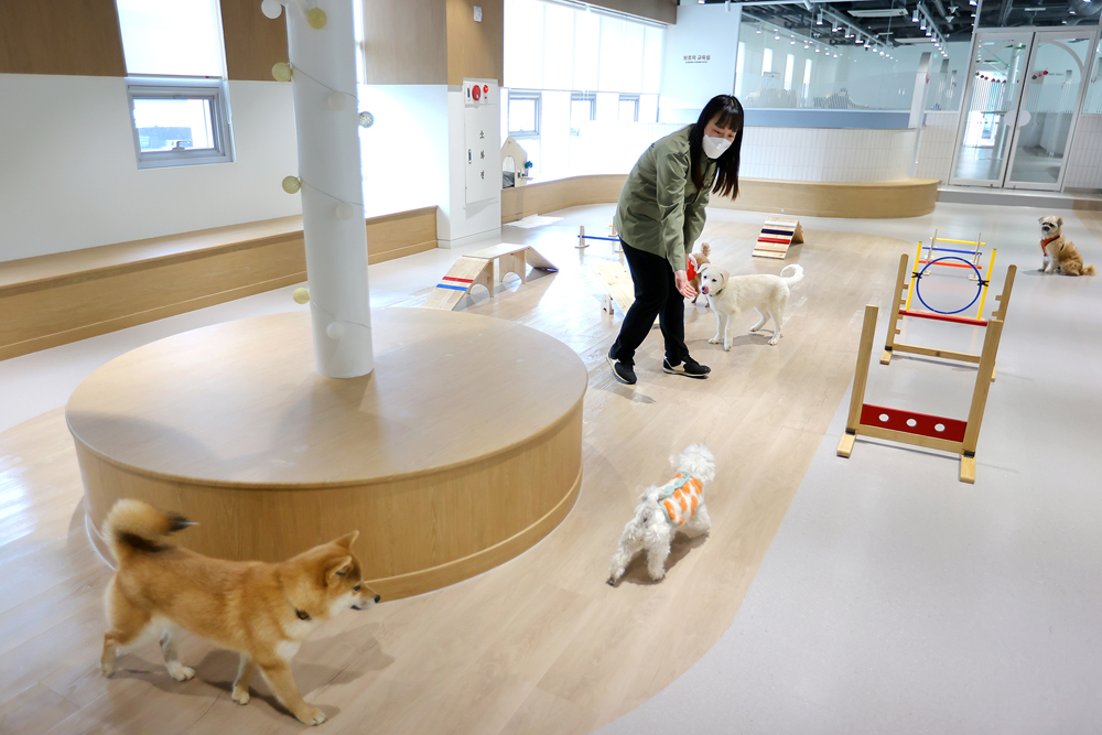 경기도는 사람과 동물이 공존하는 문화를 정착시키기 위해 반려동물 문화시설 확충에 힘쓰고 있다. 자료사진.