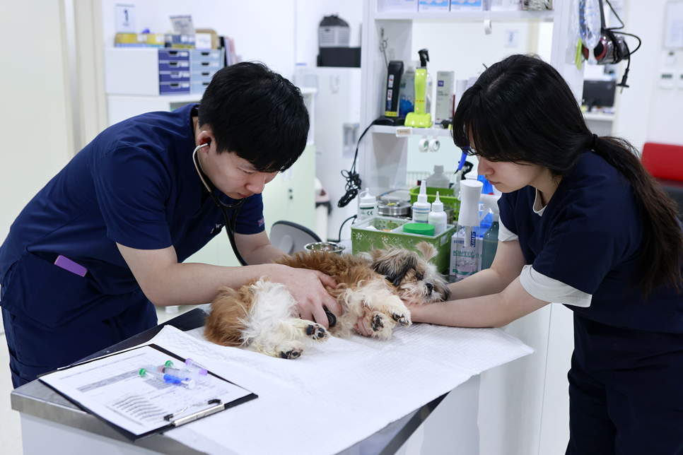 반려마루 내 동물병원에서는 입양을 가기 전 예방접종도 실시하고 있다. 강아지들은 5차, 성견들은 2차까지 접종해주고 있다.