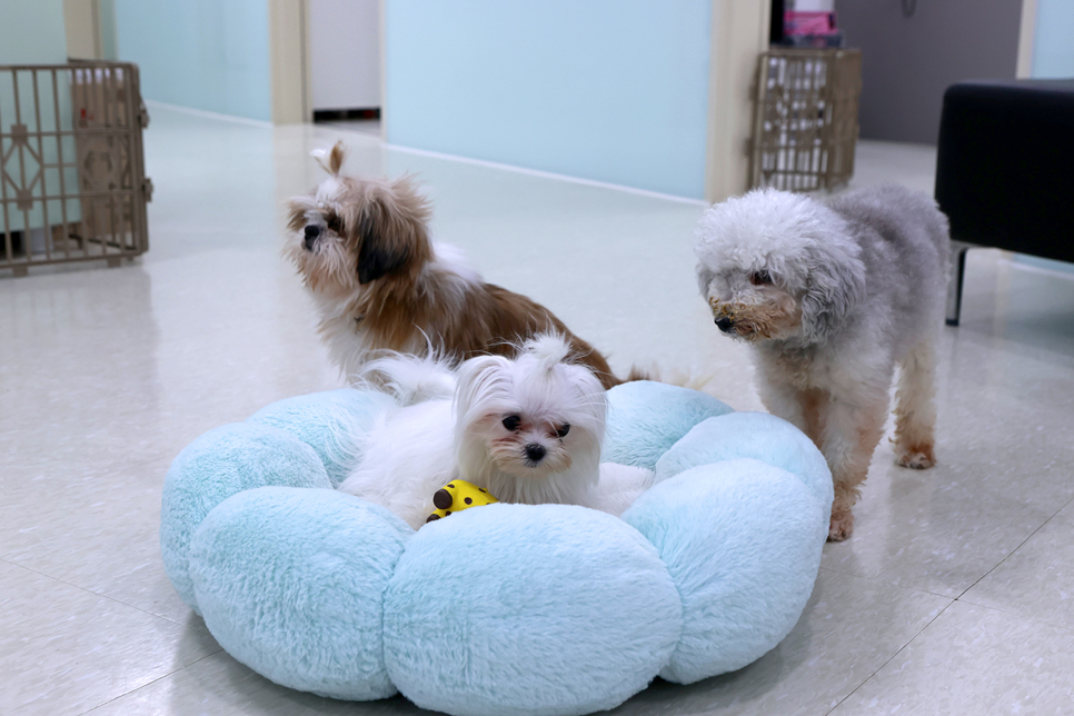 이수연 씨는 앞으로 우리나라에 올바른 입양 문화가 정착되길 바란다고 말했다. 사진은 반려마루 내 머물고 있는 강아지들의 모습.