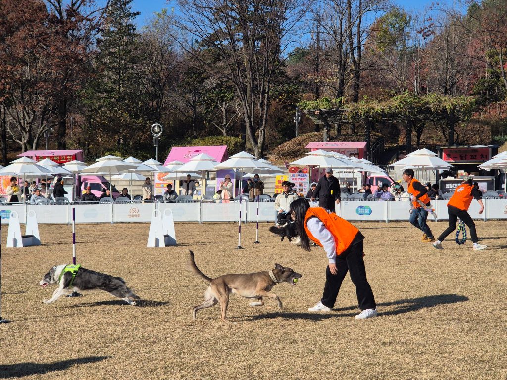 경기도는 ‘전국 반려견 스포츠대회’에서 국내 최초 구조동물 입양부를 신설했다. 