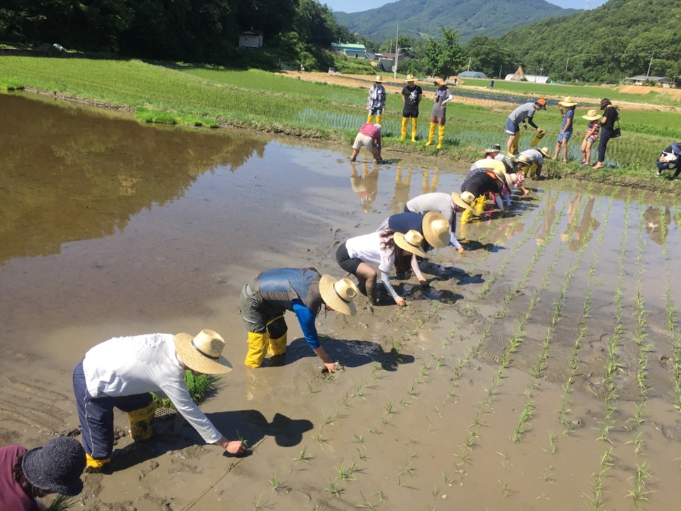 모내기 자료 사진.